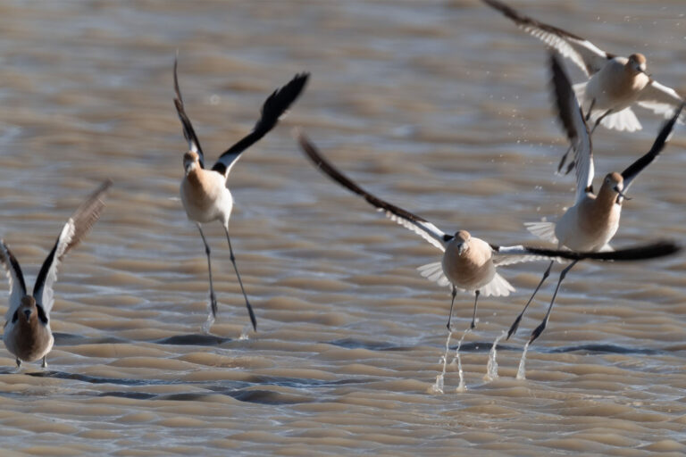 Avocets, Maulher, OR