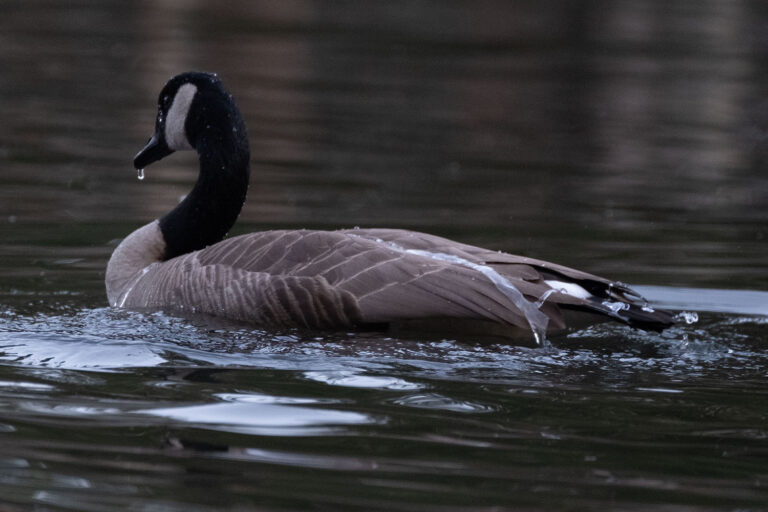 Canada Goose, Portland, OR