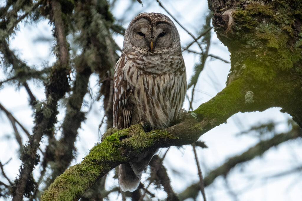 Great Horned Owl, Ridgefield, WA