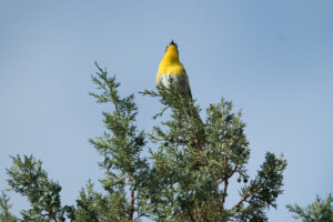 Yellow-Breasted Chat, Malheur Nat'l Wildlife Refuge