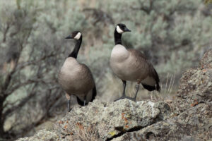 Canada Geese, Malhheurr Nat'l Wildlife Refuge