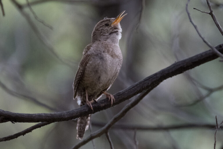 House Wren, Malhheur Nat'l Wildlife Refuge